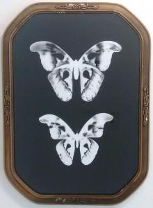 Atlas Moth by Melissa Wilgis