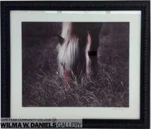 Shackleford Pony by Amanda Brewer