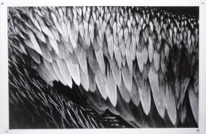 Pelican Feathers I by Guy Pushée