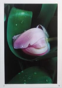 Resting Tulip by Guy Pushée